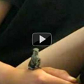 Apprivoiser un oiseau-mouche